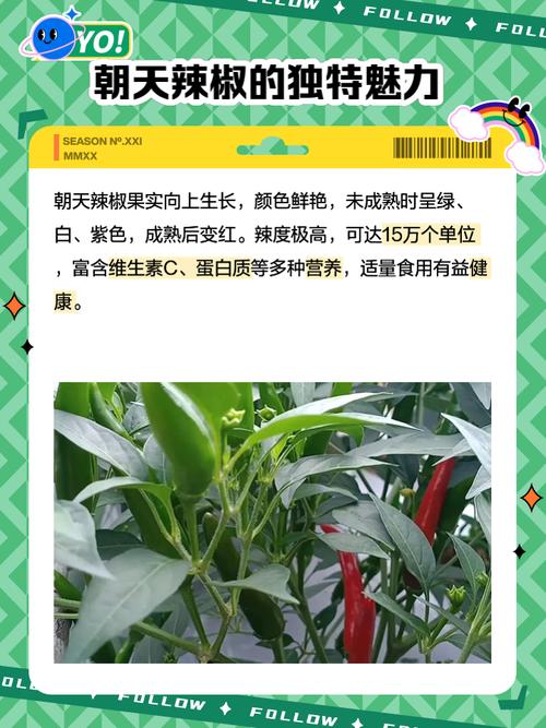 河南朝天椒有哪些主栽品种?-图3 河南朝天椒有哪些主栽品种?-图3