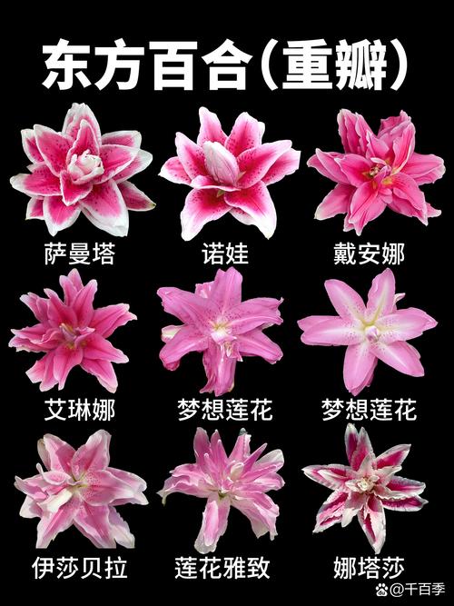 哪种百合品种香气最浓郁？-图2