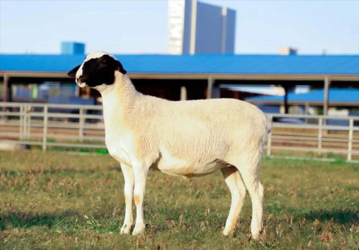 河南羊品种有哪些优良特性?-图2 河南羊品种有哪些优良特性?-图2