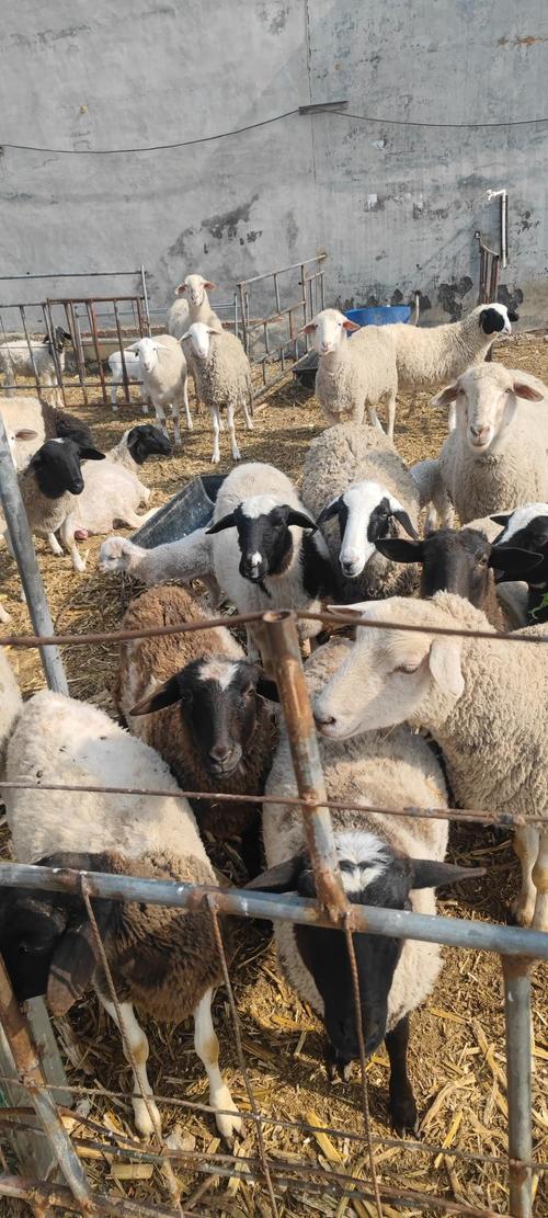 河南羊品种有哪些优良特性?-图1 河南羊品种有哪些优良特性?-图1