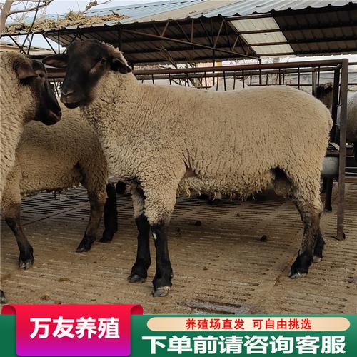 河南羊品种有哪些优良特性?-图3 河南羊品种有哪些优良特性?-图3