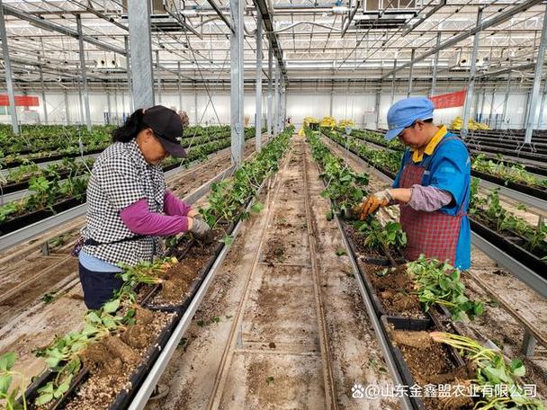 草莓地膜栽培技术视频，关键要点有哪些？-图2