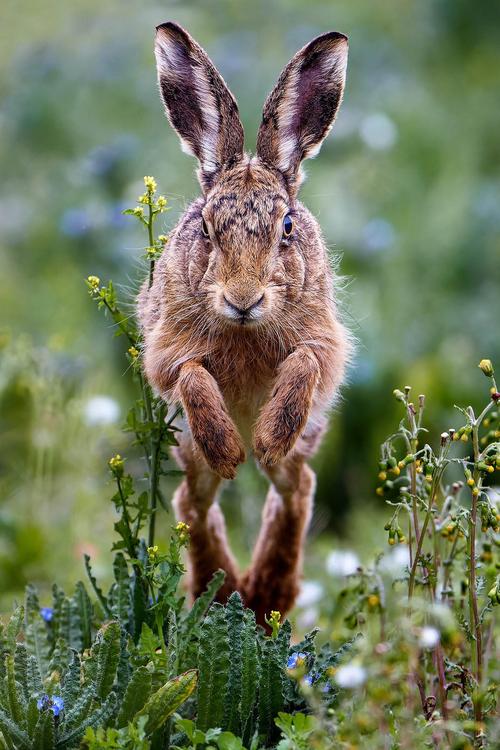 野兔2025年价格会涨还是会跌？-图3