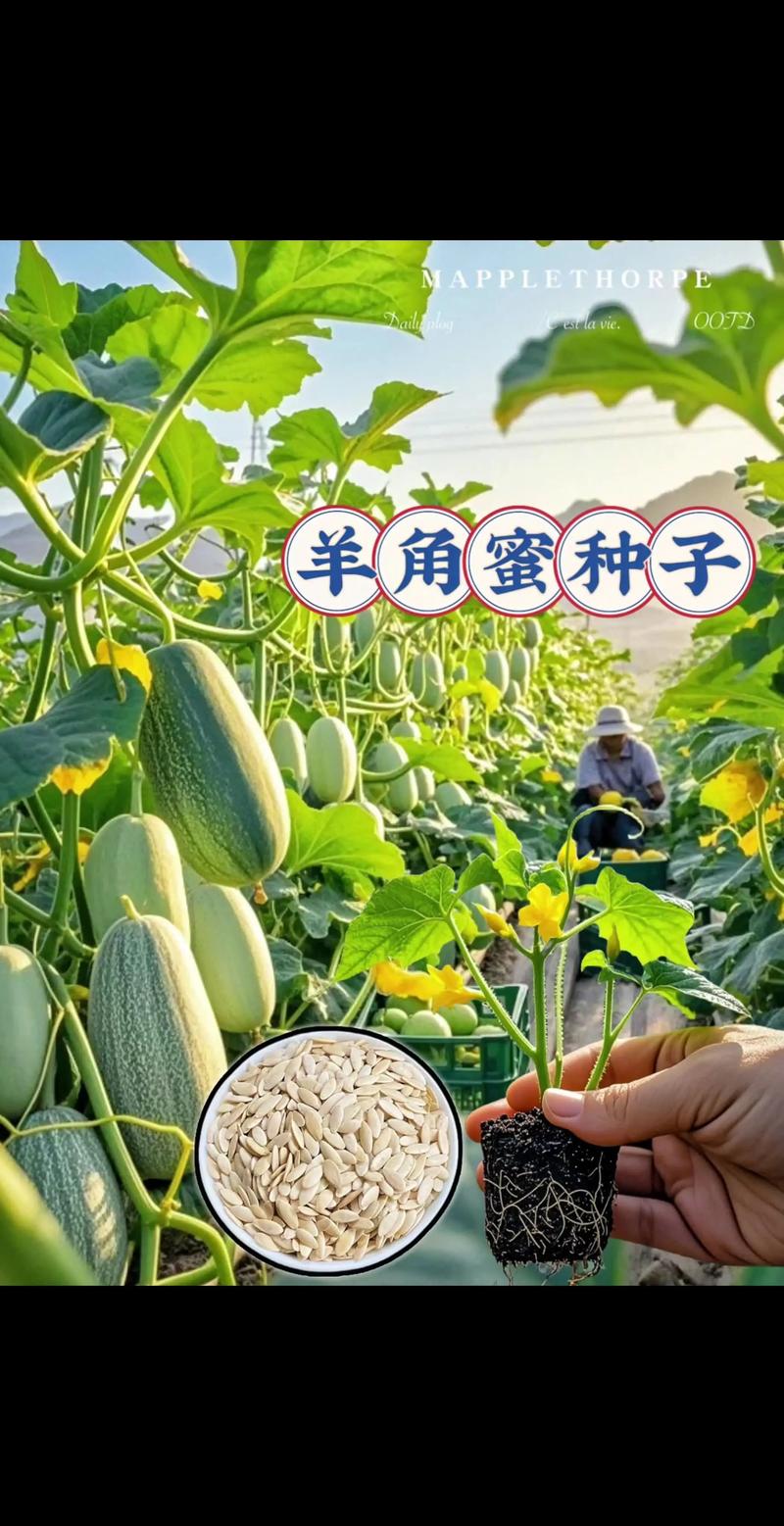 羊角蜜种植技术难掌握？利润空间有多大？-图1