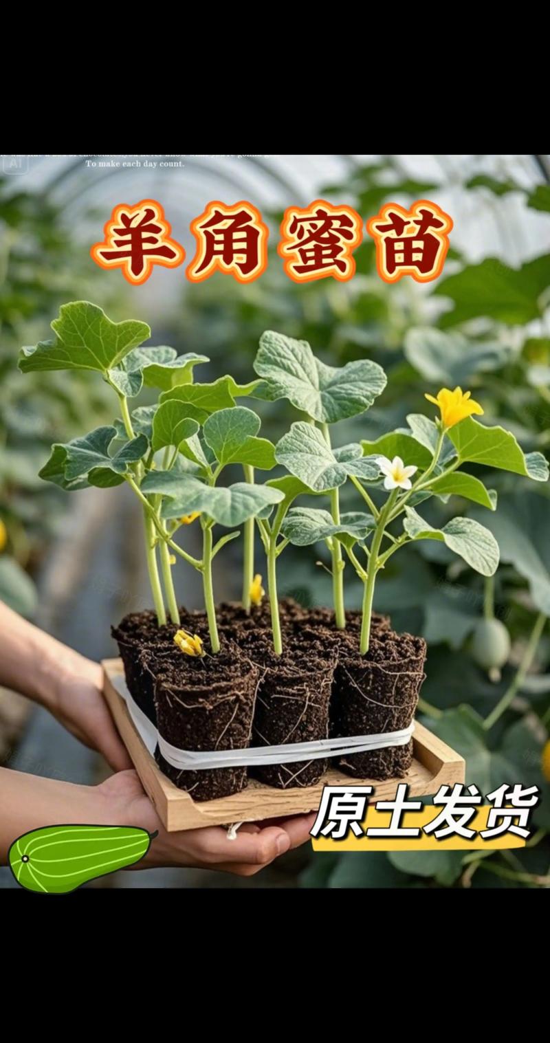 羊角蜜种植技术难掌握？利润空间有多大？-图3