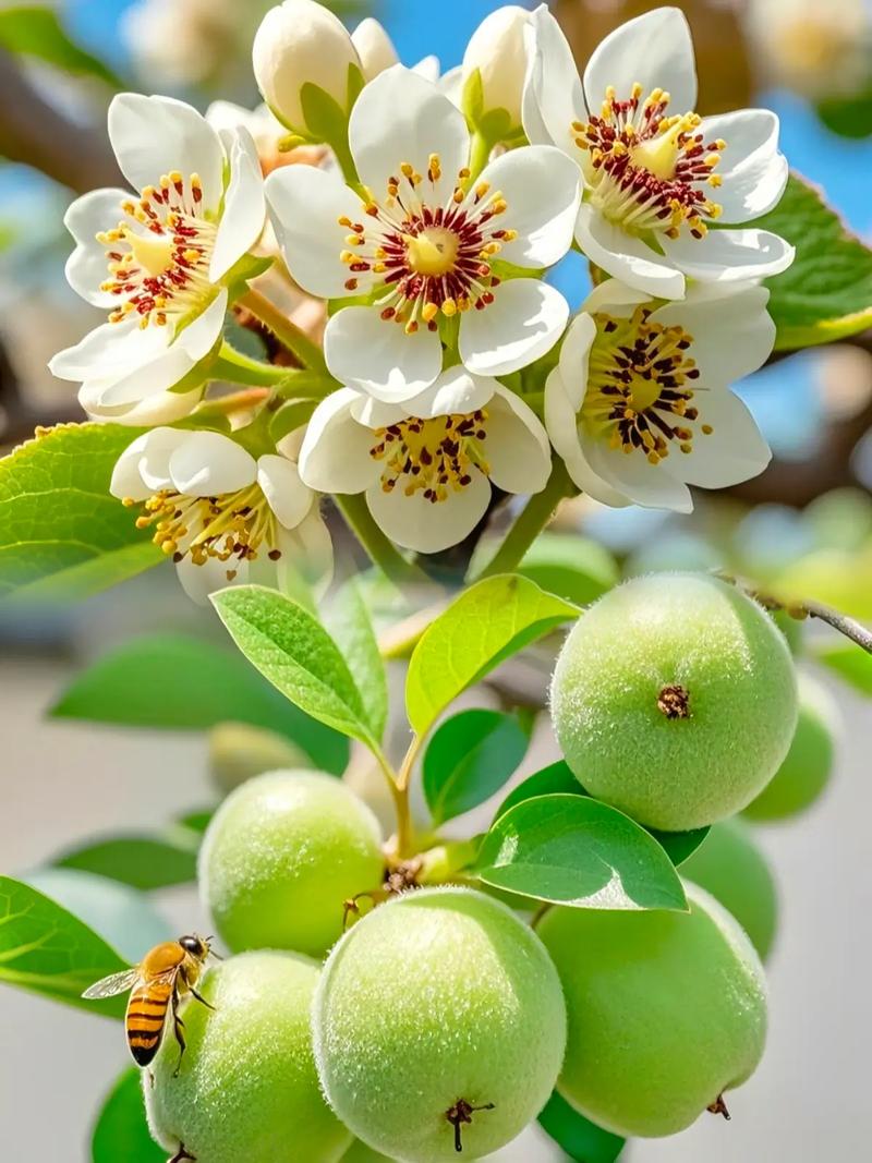 猕猴桃栽培技术视频，关键点在哪？-图3