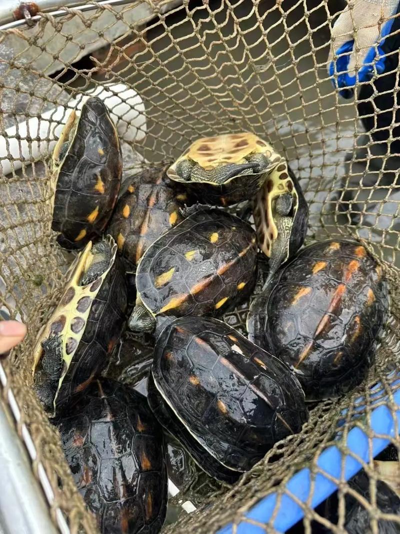 2025海南花龟苗价格多少?-图1 2025海南花龟苗价格多少?-图1