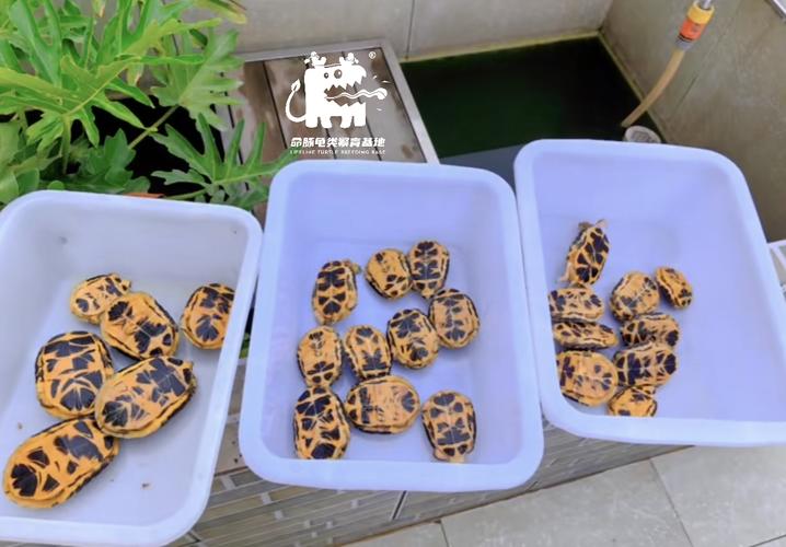 2025海南花龟苗价格多少?-图3 2025海南花龟苗价格多少?-图3