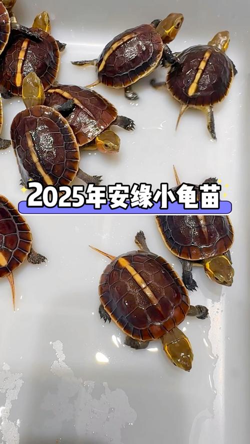 2025海南花龟苗价格多少?-图2 2025海南花龟苗价格多少?-图2