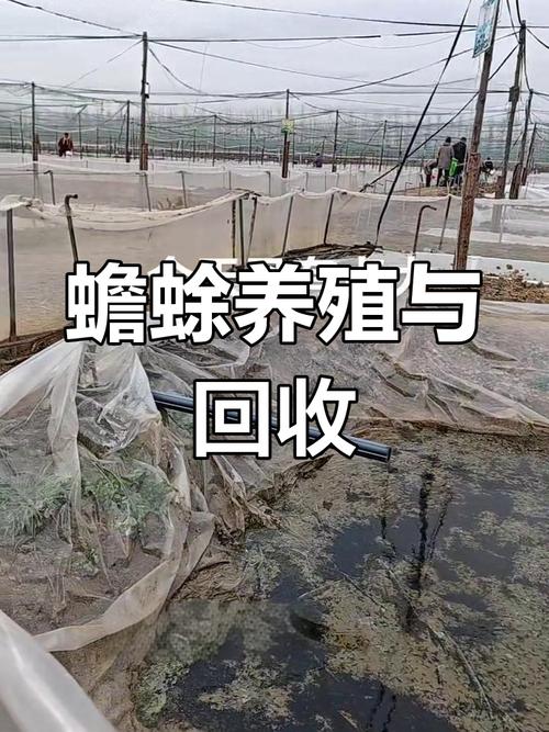 青蛙养殖技术视频,新手能学会吗?-图2 青蛙养殖技术视频,新手能学会吗?-图2