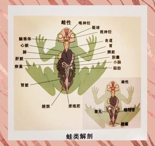 青蛙养殖技术视频，新手能学会吗？-图3