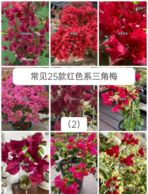 红色三角梅有哪些品种?-图1 红色三角梅有哪些品种?-图1