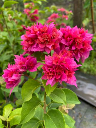 红色三角梅有哪些品种?-图2 红色三角梅有哪些品种?-图2