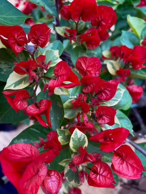 红色三角梅有哪些品种?-图3 红色三角梅有哪些品种?-图3