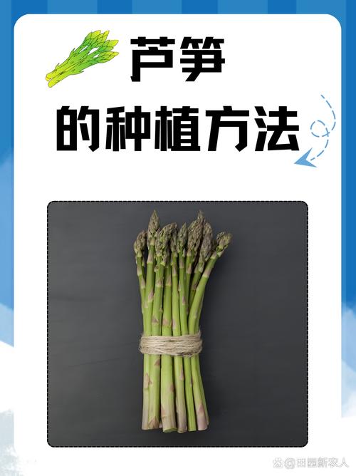 芦笋种植如何致富?技术要点有哪些?-图2 芦笋种植如何致富?技术要点有哪些?-图2