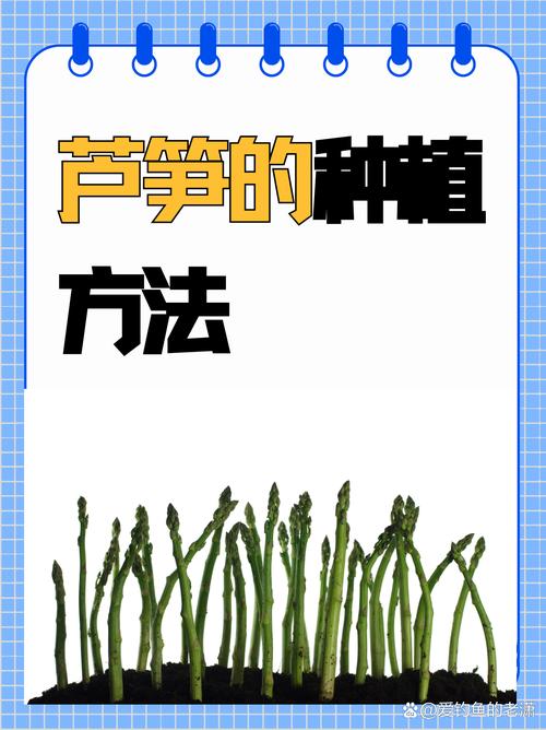 芦笋种植如何致富?技术要点有哪些?-图1 芦笋种植如何致富?技术要点有哪些?-图1