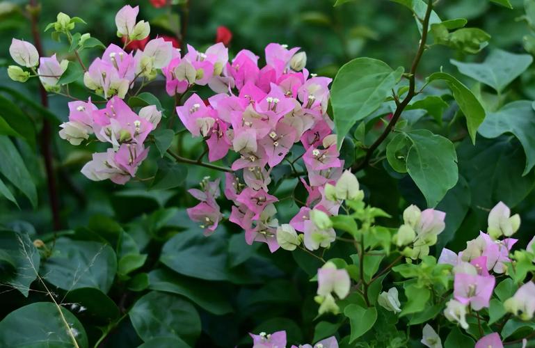 三角梅哪些品种长得高?-图1 三角梅哪些品种长得高?-图1