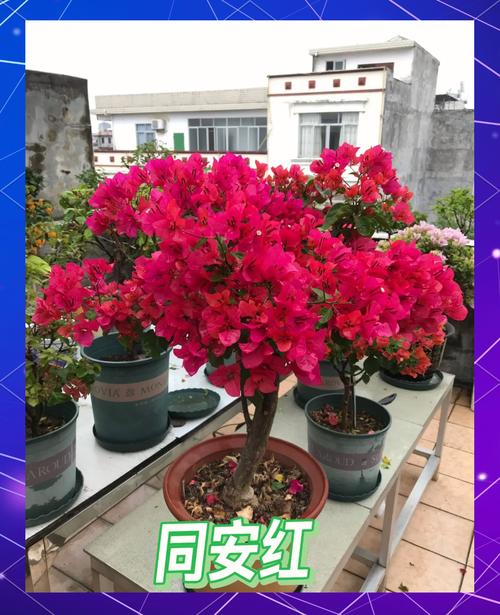 三角梅哪些品种长得高?-图3 三角梅哪些品种长得高?-图3