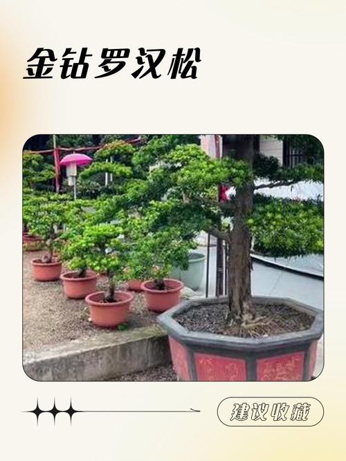 金钻罗汉松品种好不好?-图1 金钻罗汉松品种好不好?-图1