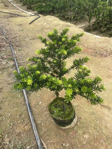 金钻罗汉松品种好不好？-图3