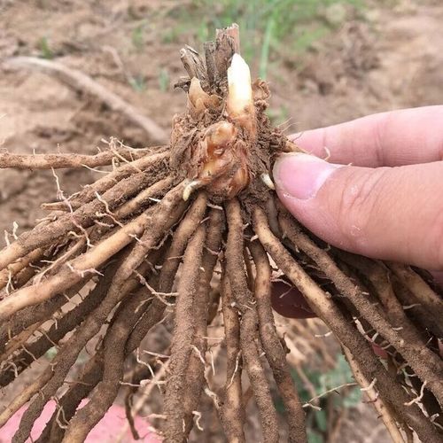 2025年养殖新品种有哪些?-图3 2025年养殖新品种有哪些?-图3