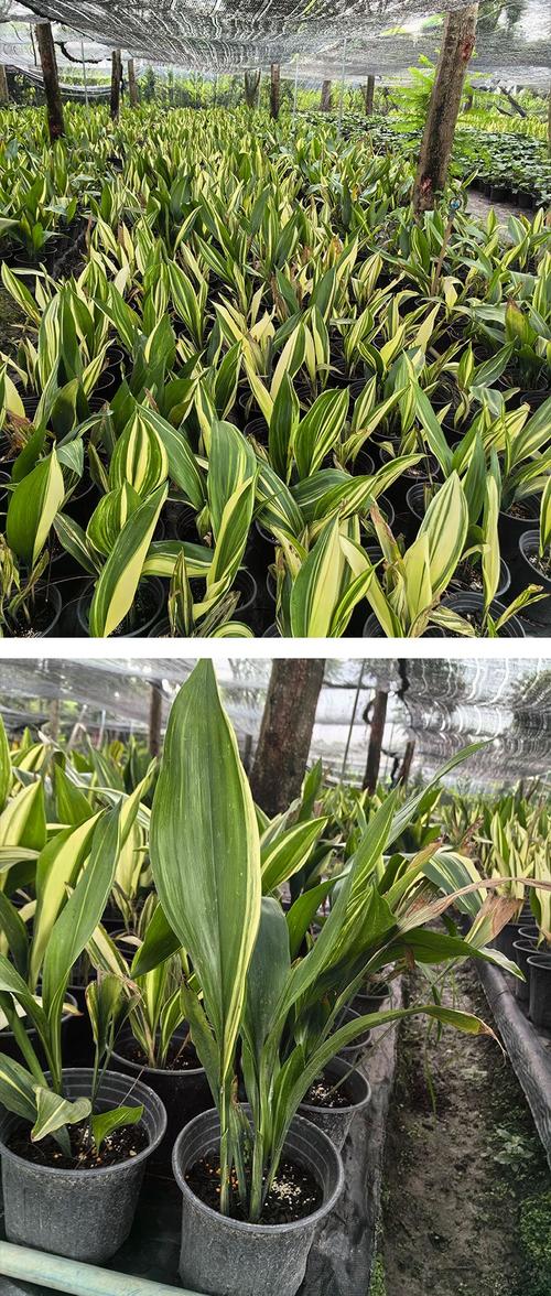 一叶兰品种知多少?-图1 一叶兰品种知多少?-图1