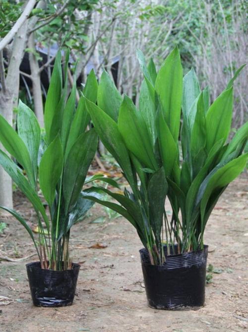 一叶兰品种知多少?-图2 一叶兰品种知多少?-图2