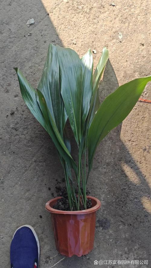 一叶兰品种知多少？-图3