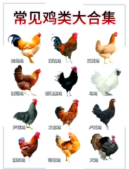 家养鸡多是哪些品种?-图1 家养鸡多是哪些品种?-图1