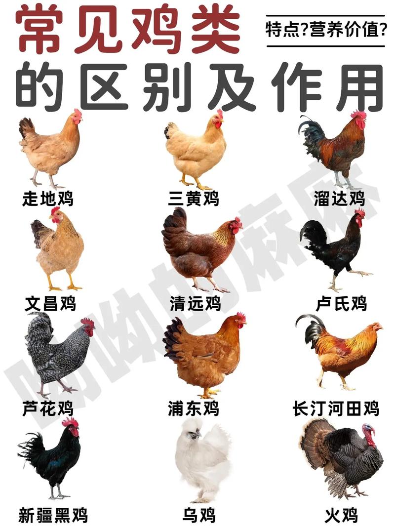家养鸡多是哪些品种？-图3