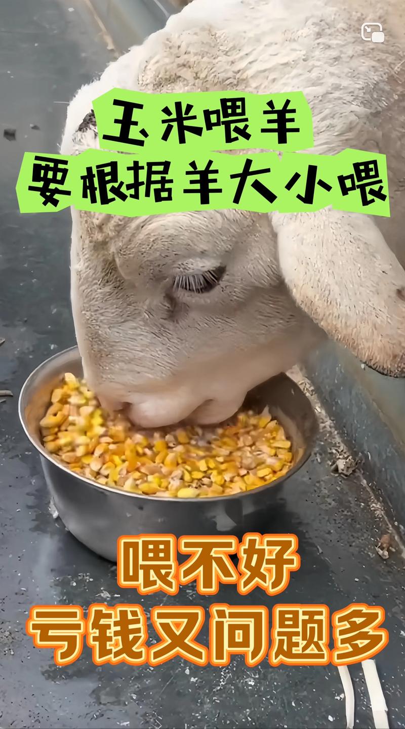 养殖山羊的方法和技术-图3 养殖山羊的方法和技术-图3