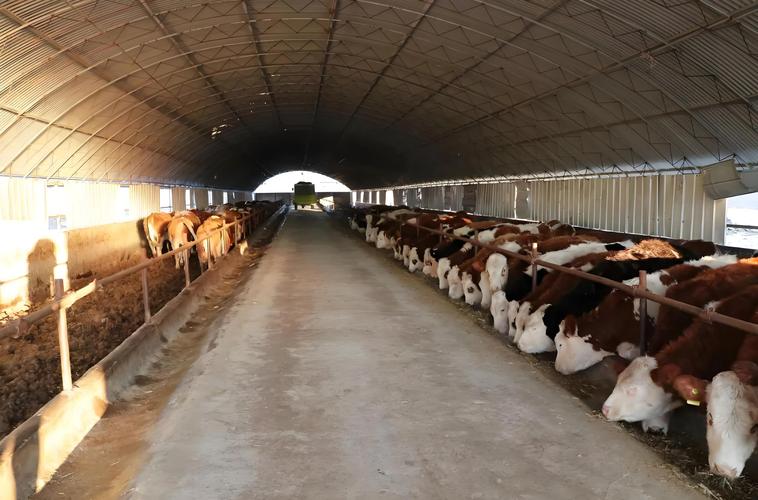 牛断奶后如何科学饲养管理?-图2 牛断奶后如何科学饲养管理?-图2