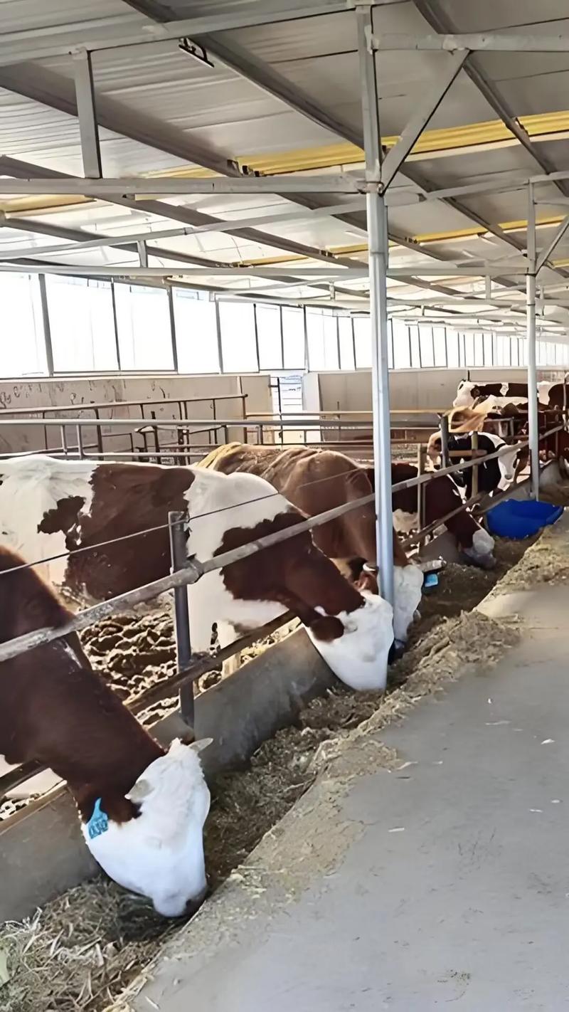 牛断奶后如何科学饲养管理？-图3