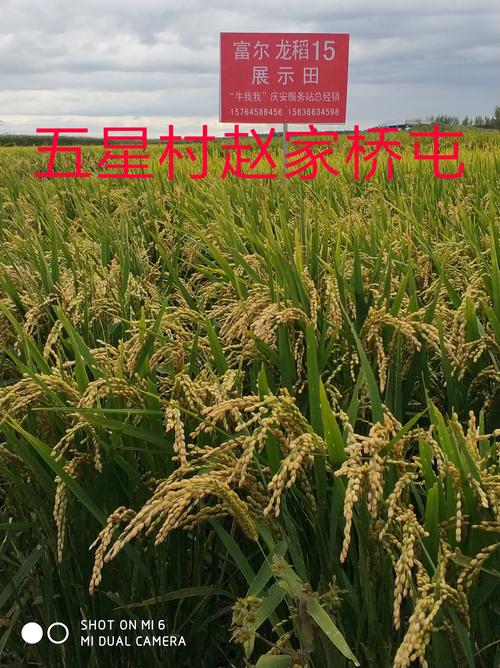 富尔龙稻25品种有何突出优势与特性?-图1 富尔龙稻25品种有何突出优势与特性?-图1