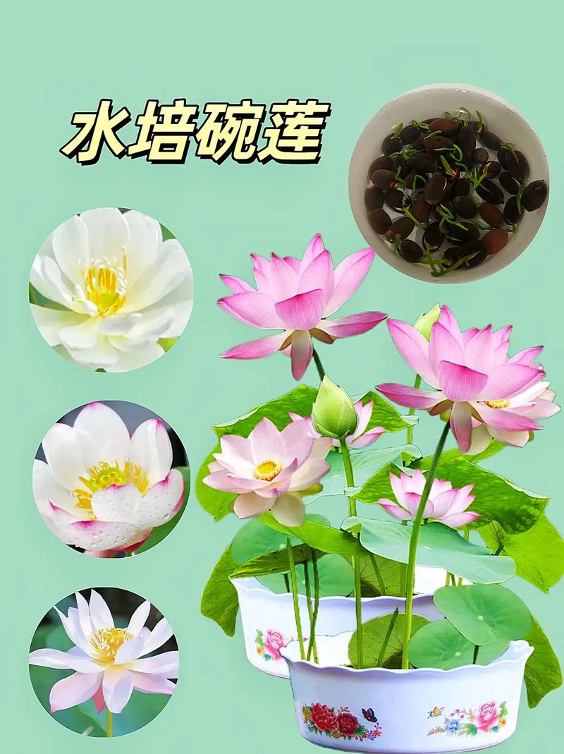 碗莲品种究竟有多少?-图1 碗莲品种究竟有多少?-图1