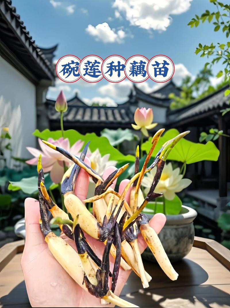 碗莲品种究竟有多少?-图2 碗莲品种究竟有多少?-图2