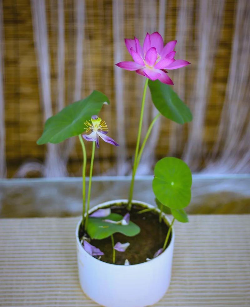 碗莲品种究竟有多少?-图3 碗莲品种究竟有多少?-图3