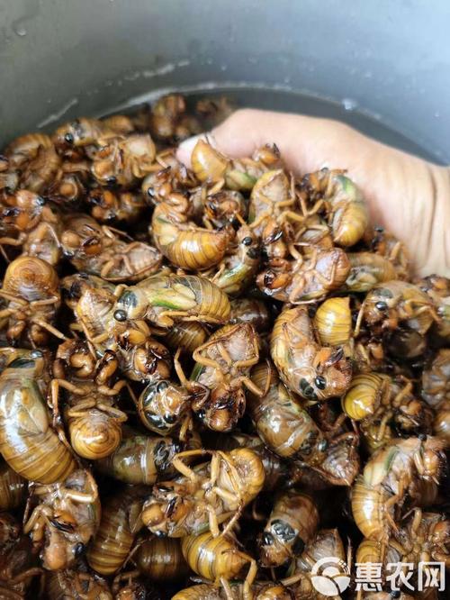 2025年野生金蝉价格会涨还是跌？-图1