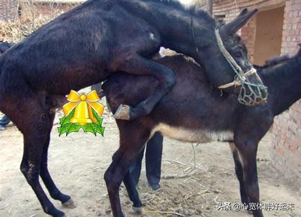 马和毛驴是同一品种吗?-图3 马和毛驴是同一品种吗?-图3