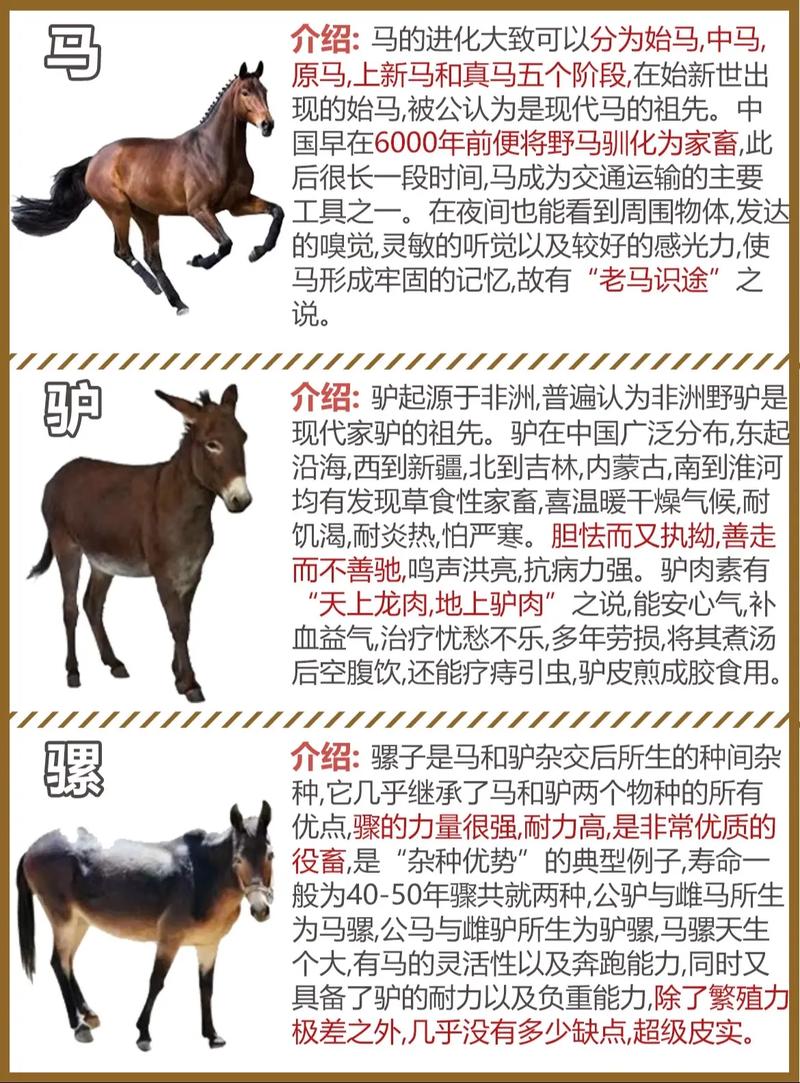 马和毛驴是同一品种吗?-图1 马和毛驴是同一品种吗?-图1