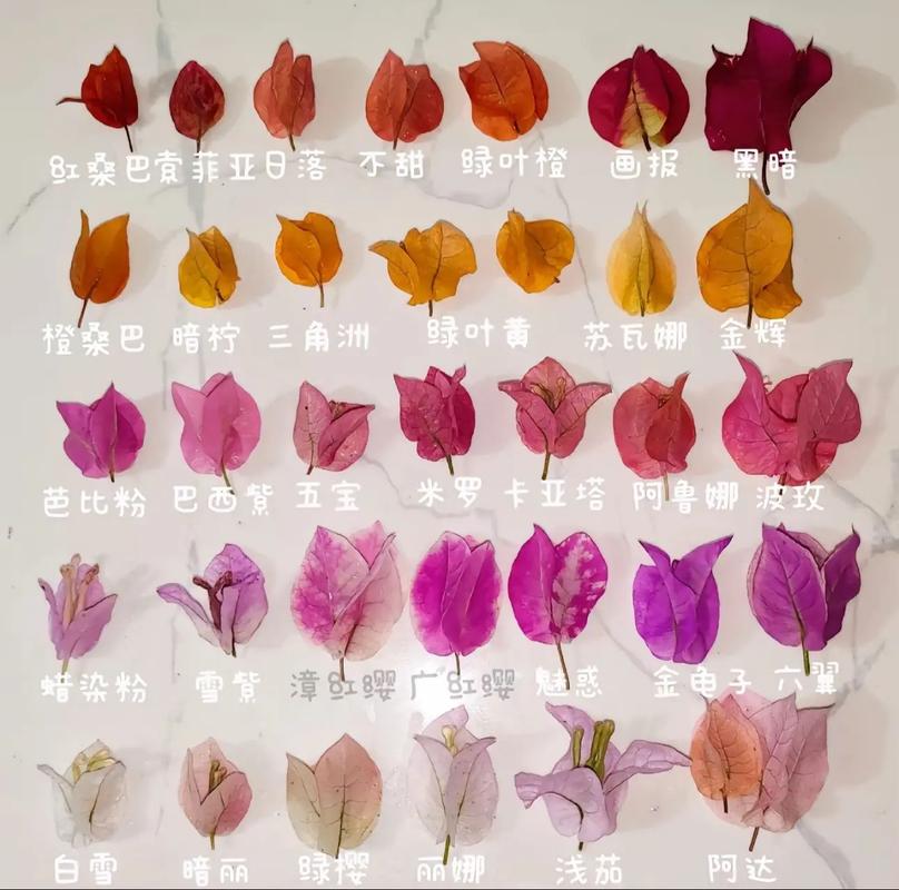 三角梅品种多,哪种适合家里养?-图1 三角梅品种多,哪种适合家里养?-图1