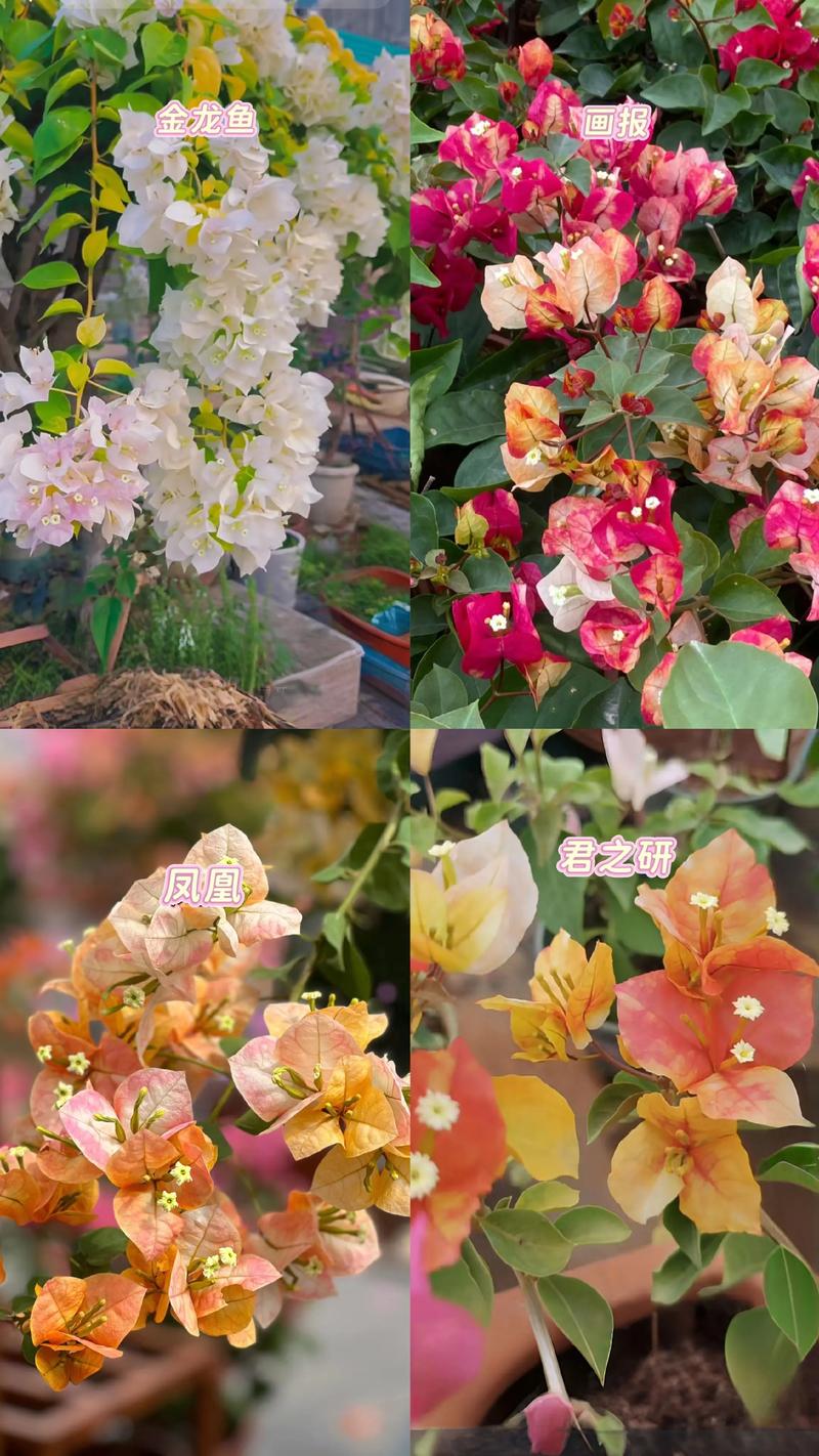 三角梅品种多,哪种适合家里养?-图3 三角梅品种多,哪种适合家里养?-图3