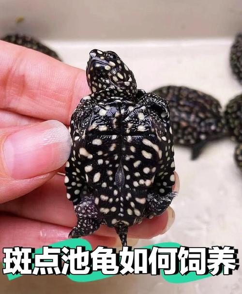 2025年斑点池龟苗价格会涨还是跌?-图3 2025年斑点池龟苗价格会涨还是跌?-图3