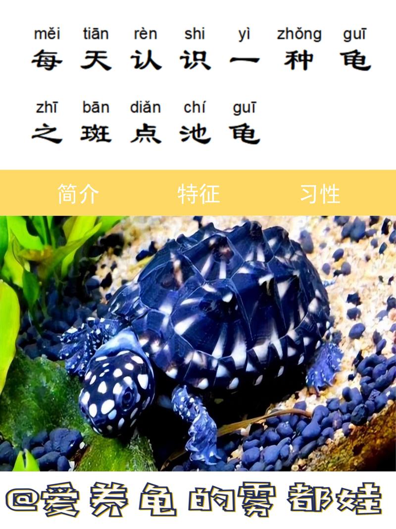2025年斑点池龟苗价格会涨还是跌?-图1 2025年斑点池龟苗价格会涨还是跌?-图1