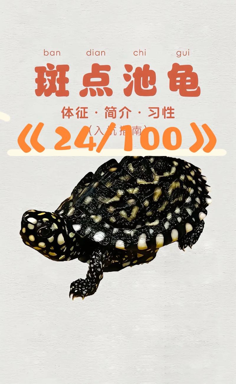 2025年斑点池龟苗价格会涨还是跌?-图2 2025年斑点池龟苗价格会涨还是跌?-图2