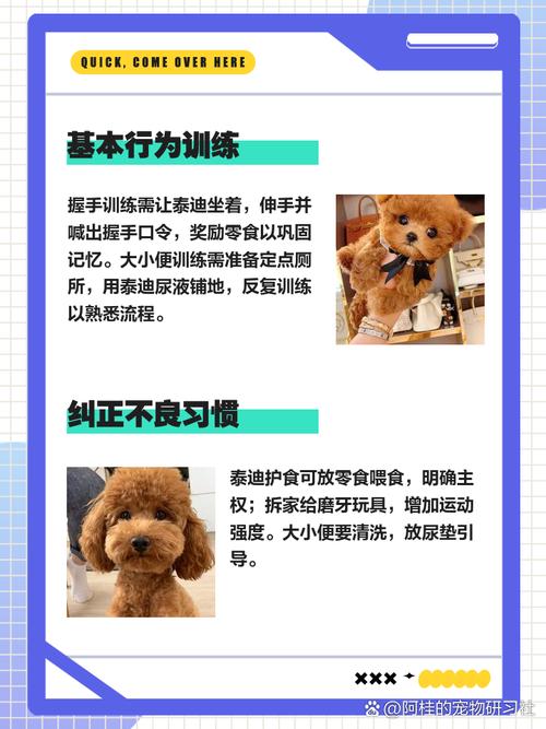 养狗方法技术视频，新手必看技巧有哪些？-图3