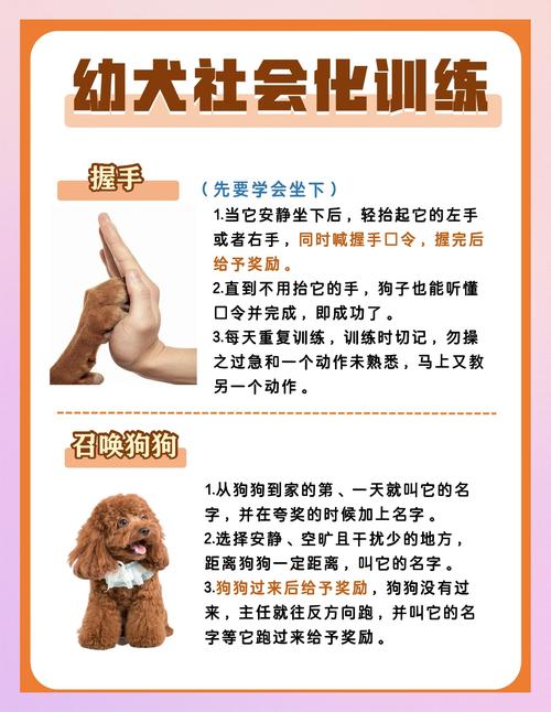 养狗方法技术视频,新手必看技巧有哪些?-图1 养狗方法技术视频,新手必看技巧有哪些?-图1