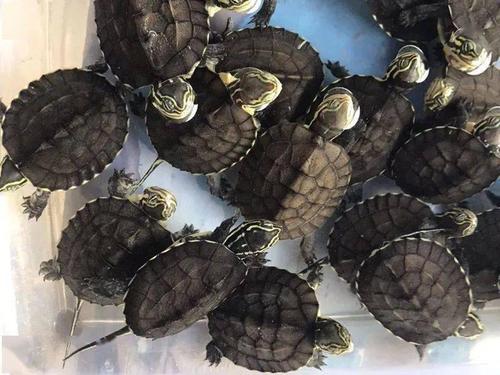 安南龟苗2025年价格会涨还是跌?-图1 安南龟苗2025年价格会涨还是跌?-图1