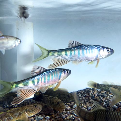 淡水鳍鱼养殖技术要点有哪些?-图3 淡水鳍鱼养殖技术要点有哪些?-图3