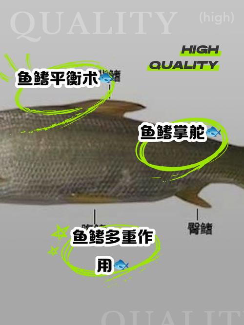 淡水鳍鱼养殖技术要点有哪些?-图1 淡水鳍鱼养殖技术要点有哪些?-图1